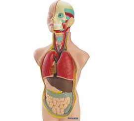 jeu-miniland-anatomie-humaine-11-pi-ces-50cm