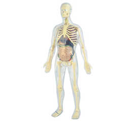 jeu-miniland-anatomie-humaine-45-pi-ces-56cm