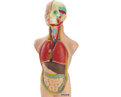 jeu-miniland-anatomie-humaine-11-pi-ces-50cm