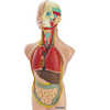 JEU MINILAND ANATOMIE HUMAINE 11 PIÈCES 50CM JEU MINILAND ANATOMIE HUMAINE 11 PIÈCES 50CM