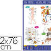 POSTER BOUCHUT GRANDRÉMY PREMIER VOCABULAIRE ANGLAIS 52X76CM 150G PELLICULÉ EFFAÇABLE À SEC POSTER BOUCHUT GRANDRÉMY PREMIER VOCABULAIRE ANGLAIS 52X76CM 150G PELLICULÉ EFFAÇABLE À SEC